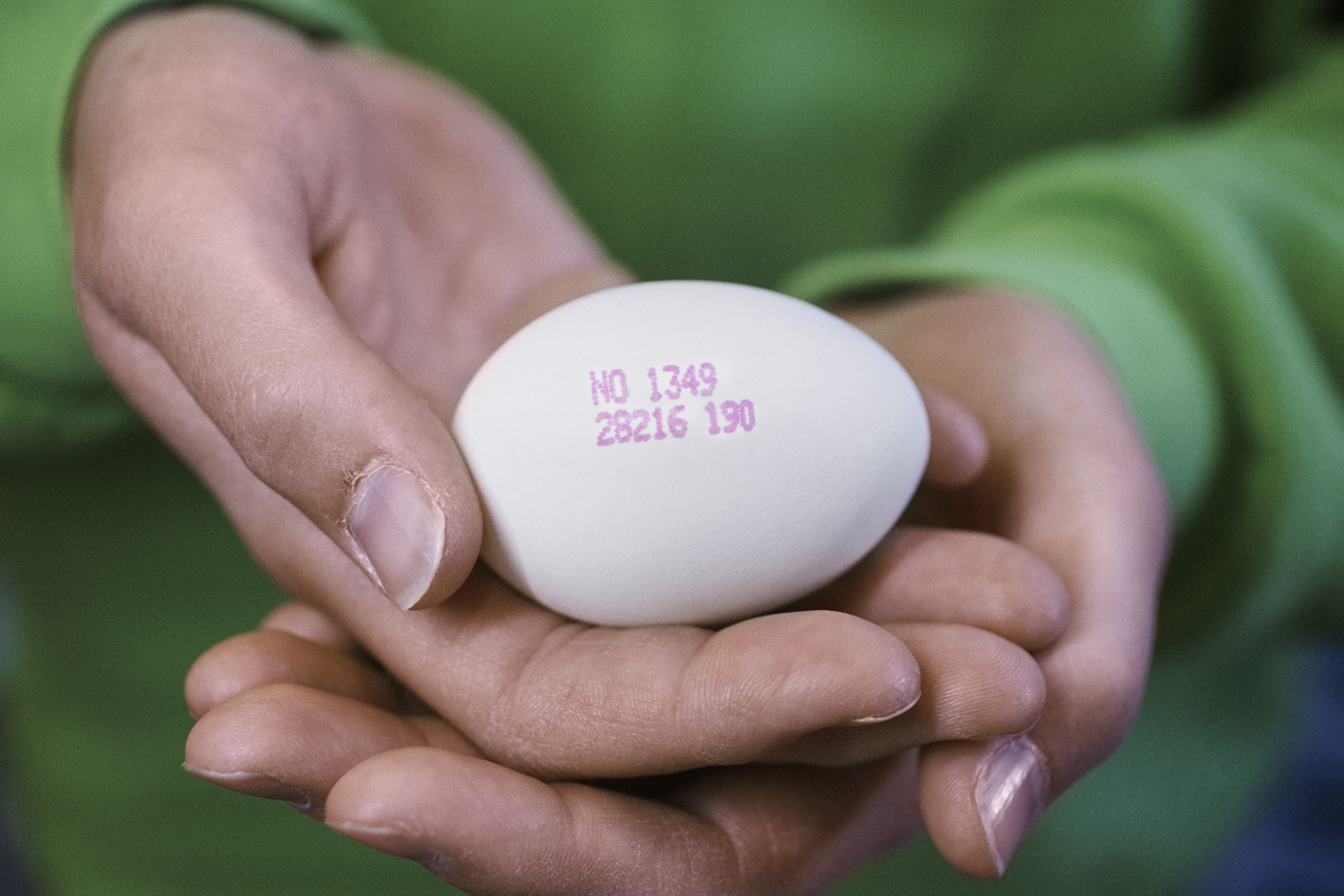 PRIOR egg