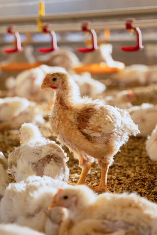 Foto av Rustic Gold sakterevoksende kylling i kyllingfjøs