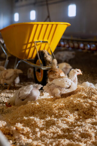 Bilde av Rustic Gold sakterevoksende kylling i kyllingfjøs