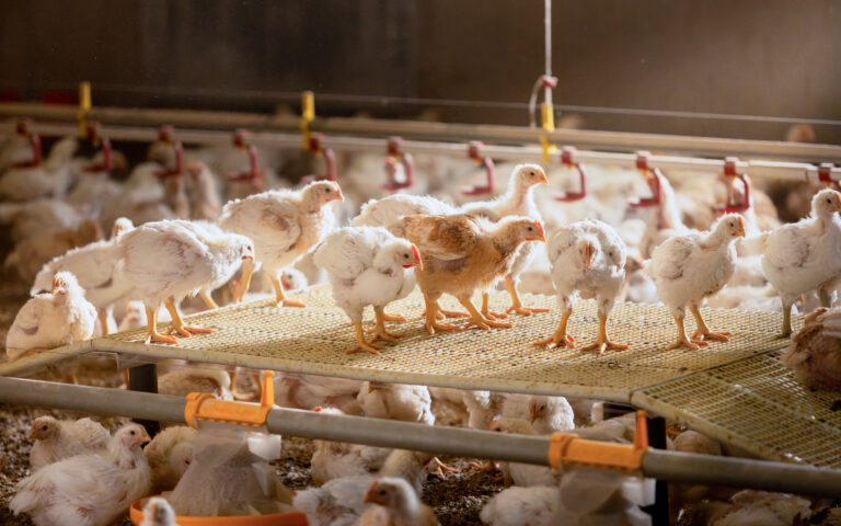 Bilde av Rustic Gold sakterevoksende kylling