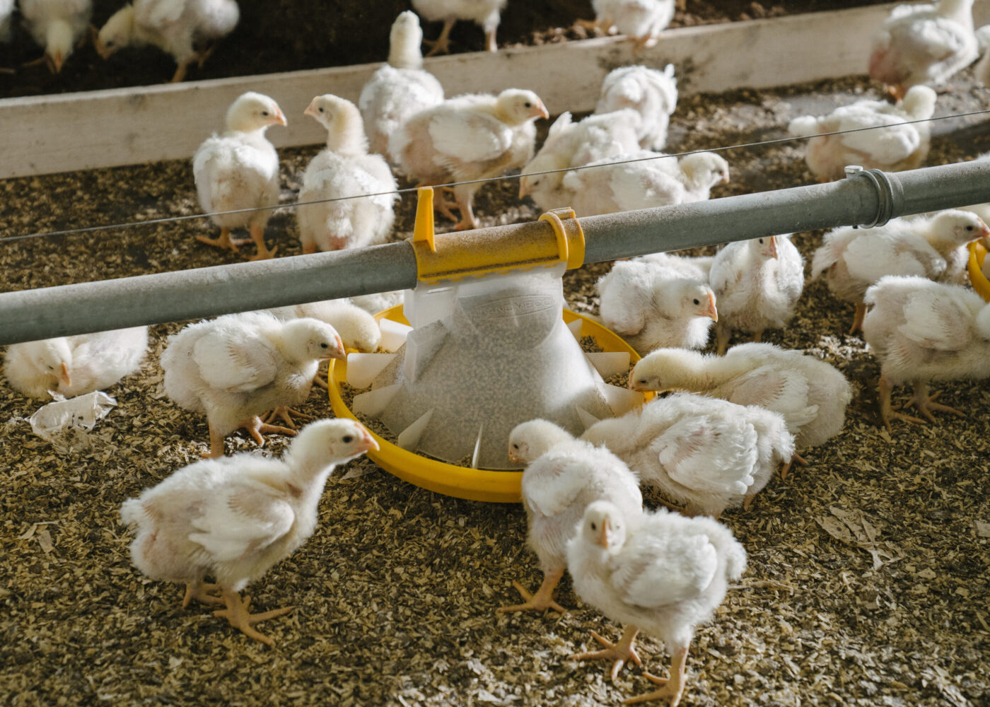 Trivselstiltak for kylling fra PRIOR