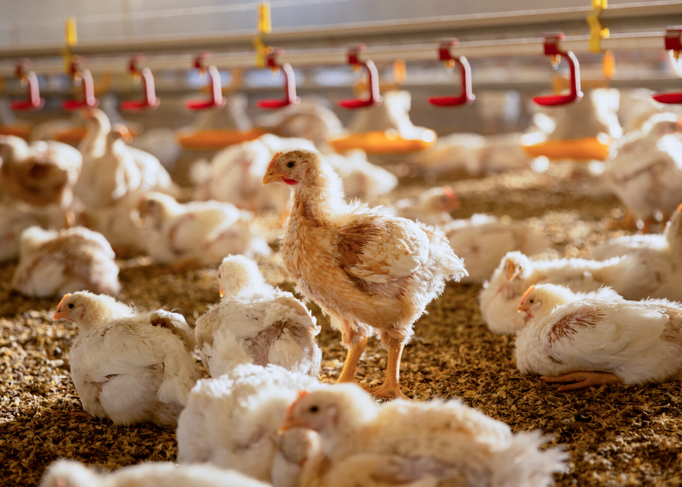 Vi har startet omleggingen til en kylling som vokser saktere