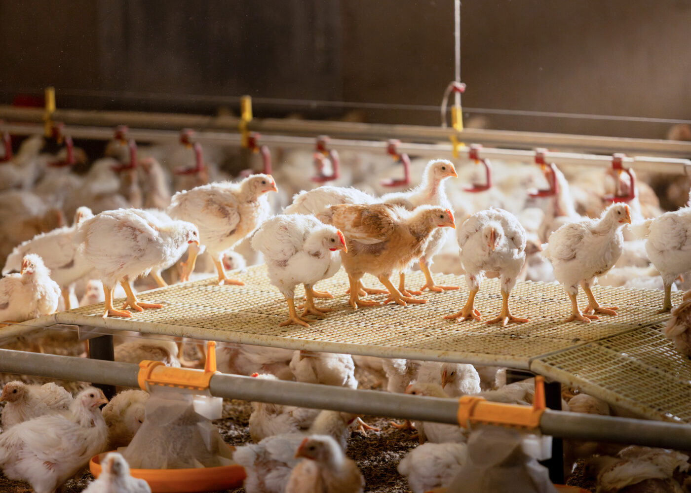 Bilde av Rustic Gold sakterevoksende kylling